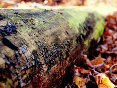 What to Watch and Read This Weekend: Betty Gilpin vs. AI, Round Two